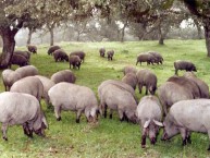 www.interibericos.com - Foto 5