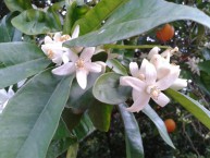 LOVE NARANJAS (Naranjas y Mandarinas de Valencia) - Foto 1