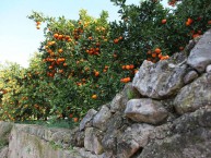 LOVE NARANJAS (Naranjas y Mandarinas de Valencia) - Foto 3