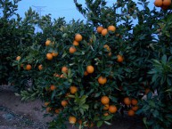 NARANJAS SENENT NARANJAS ON LINE (Rafelbunyol - Valencia) - Foto 2