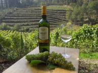 TXAKOLI GARATE -Txakoli D.O. Araba- - Foto 2