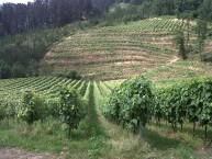 TXAKOLI GARATE -Txakoli D.O. Araba- - Foto 4